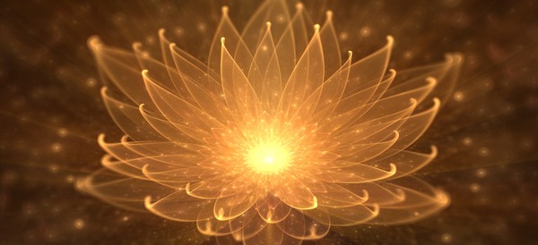 a lotus flower in golden light