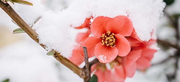 close up of a japanese flower blooming in the snow